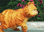 IgraNext251[1]
